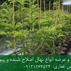 خرید نهال چیکو پاکوتاه گلدانی + نهال سالم و پربار