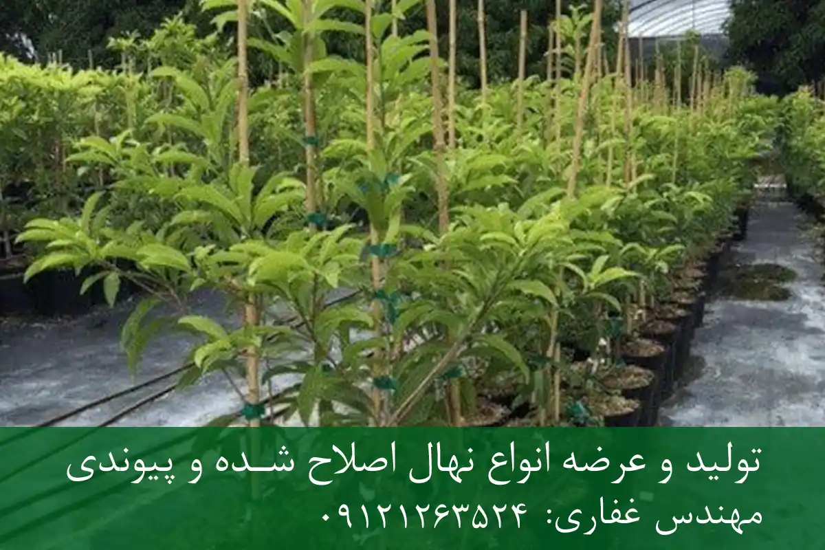 خرید نهال چیکو پاکوتاه گلدانی + نهال سالم و پربار خرید نهال چیکو پاکوتاه گلدانی + نهال سالم و پربار