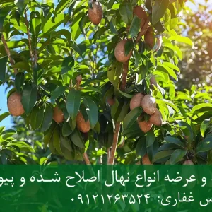 خرید نهال چیکو پیوندی + نهال سالم و پربار