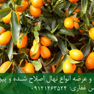 خرید نهال کامکوات زودبازده + نهال سالم و پربار