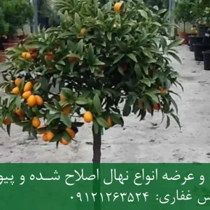 خرید نهال کامکوات پیوندی گلدانی + نهال سالم و پربار