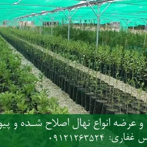 خرید نهال کنار پاکوتاه گلدانی + نهال سالم و پربار