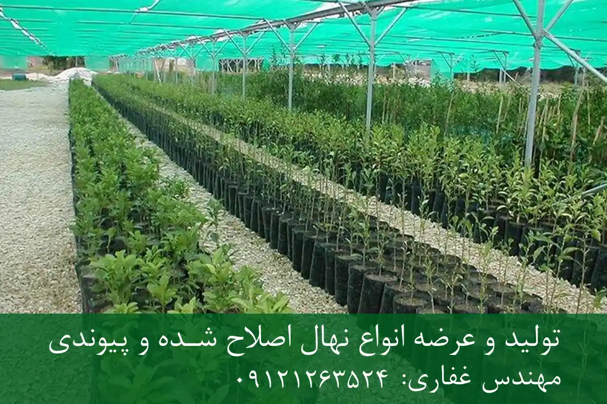 خرید نهال کنار پاکوتاه گلدانی + نهال سالم و پربار خرید نهال کنار پاکوتاه گلدانی + نهال سالم و پربار