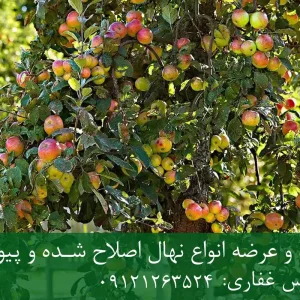 خرید نهال کنار گلدانی + نهال سالم و پربار