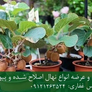 خرید نهال کیوی پاکوتاه گلدانی + نهال سالم و پربار