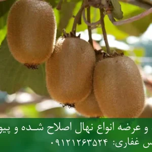 خرید نهال کیوی پیوندی + نهال سالم و پربار