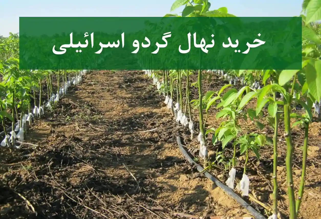 خرید نهال گردو اسرائیلی اصلاح شده + نهال سالم و پربار