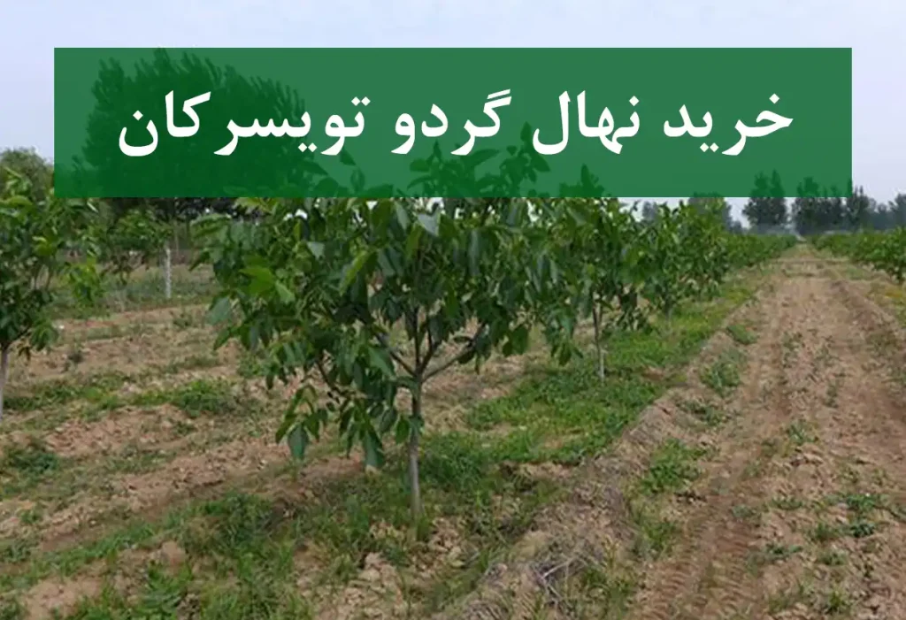 خرید نهال گردو تویسرکان + نهال سالم و پربار