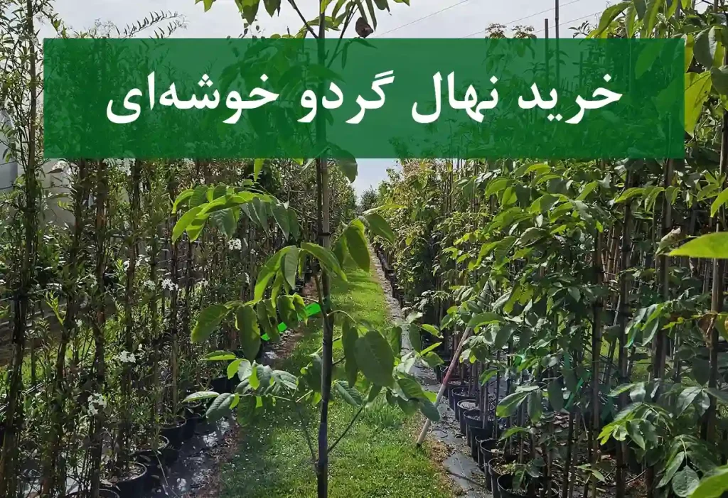 خرید نهال گردو خوشه‌ای + نهال سالم و پربار