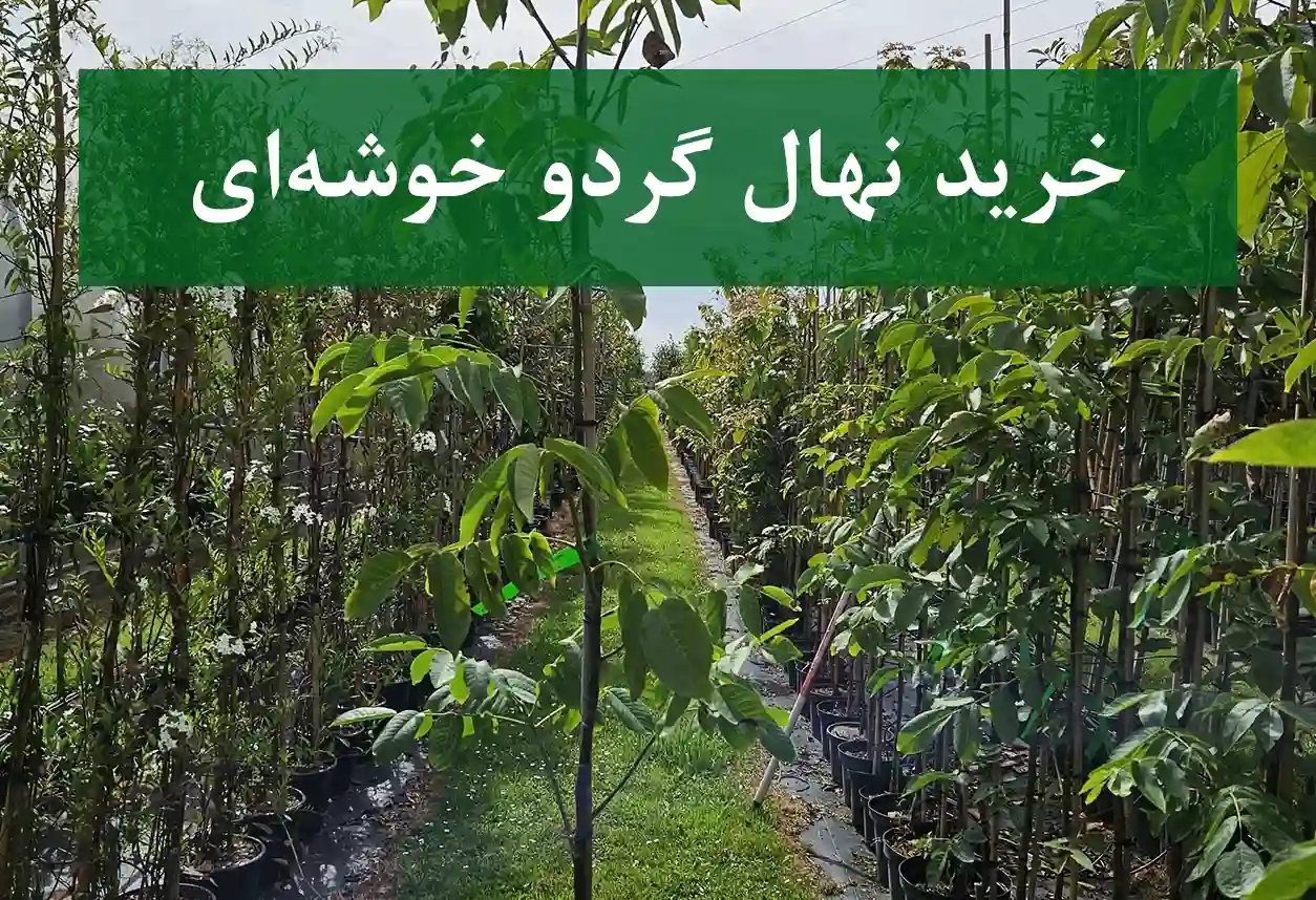 خرید نهال گردو خوشه‌ای + نهال سالم و پربار