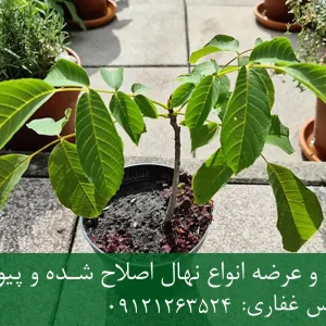 خرید نهال گردو شناسنامه دار گلدانی + نهال سالم و پربار