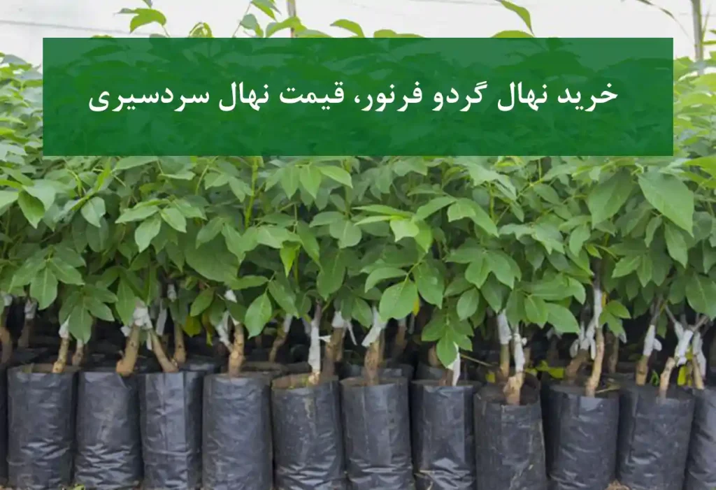 خرید نهال گردو فرنور + نهال سالم و پربار