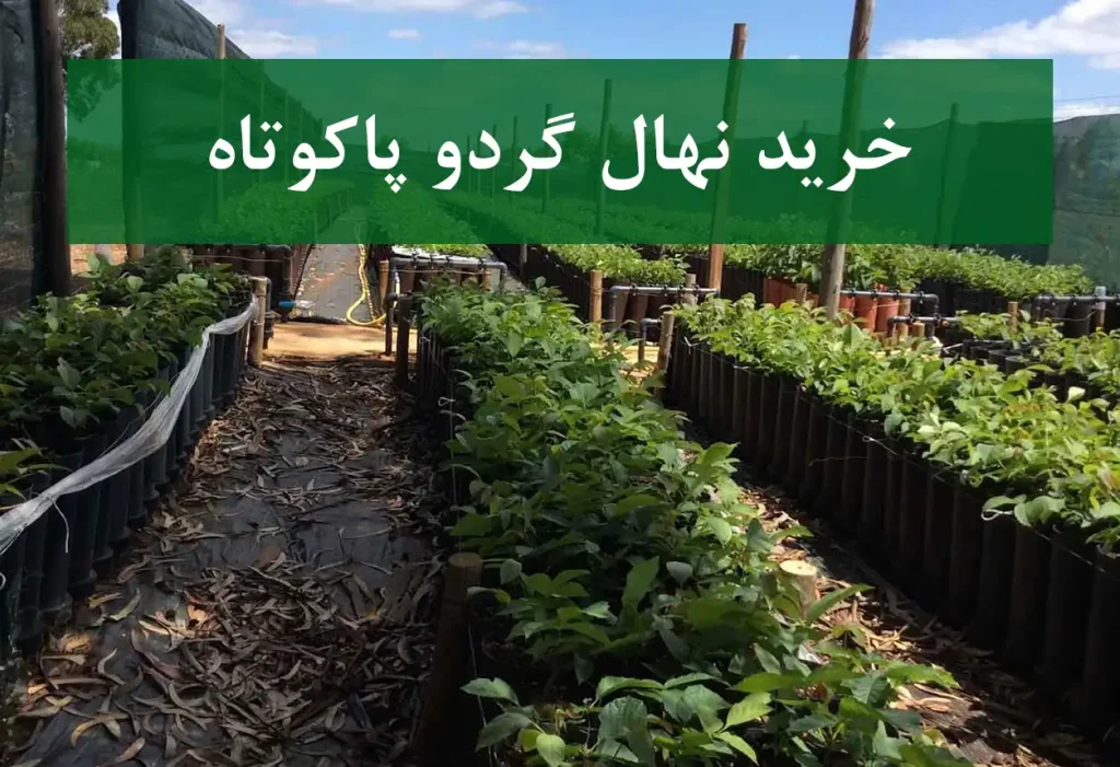 خرید نهال گردو پاکوتاه + نهال سالم و پربار