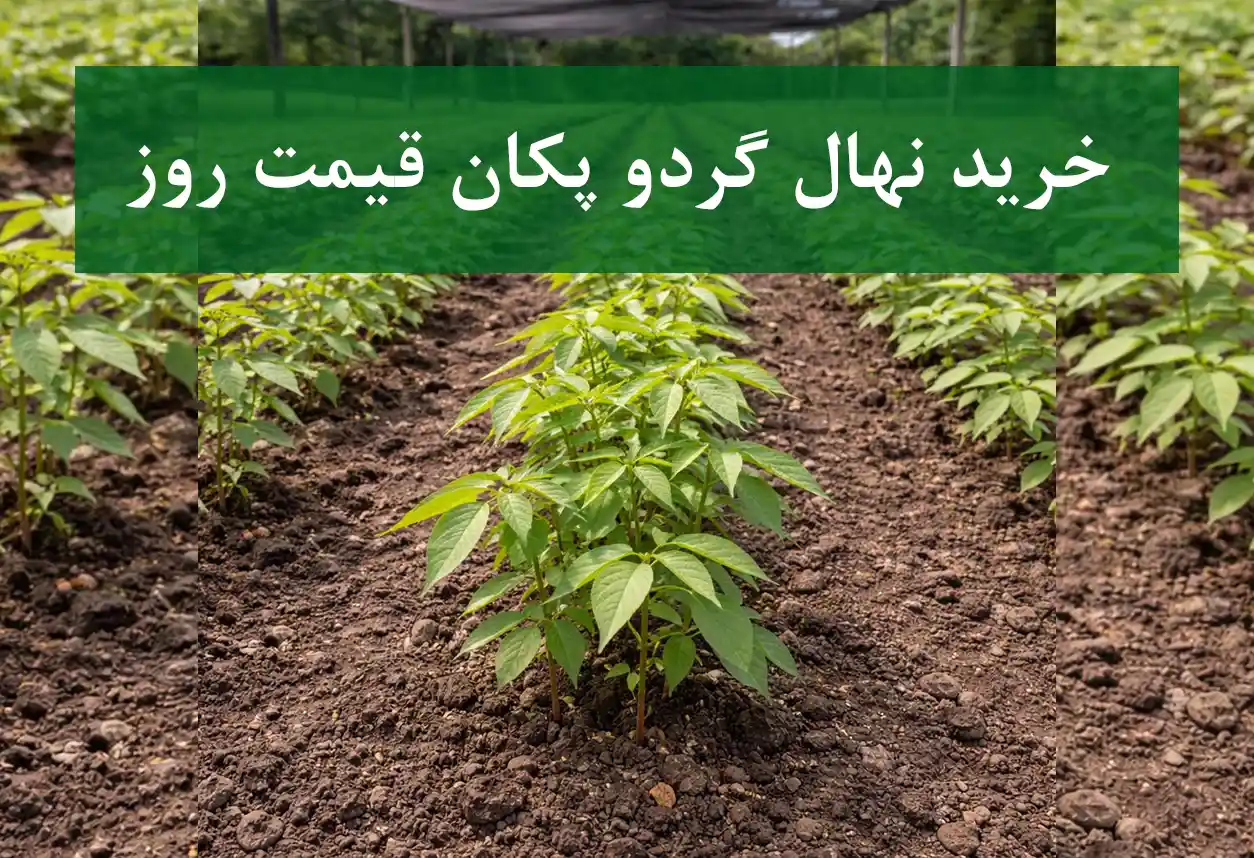 خرید نهال گردو پکان + نهال سالم و پربار