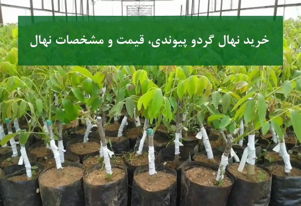 خرید نهال گردو پیوندی + نهال سالم و پربار
