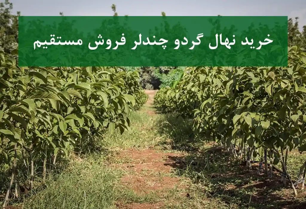 خرید نهال گردو چندلر + نهال سالم و پربار