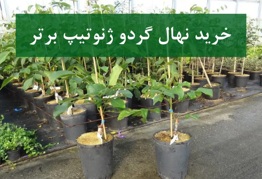 خرید نهال گردو ژنوتیپ برتر + نهال سالم و پربار