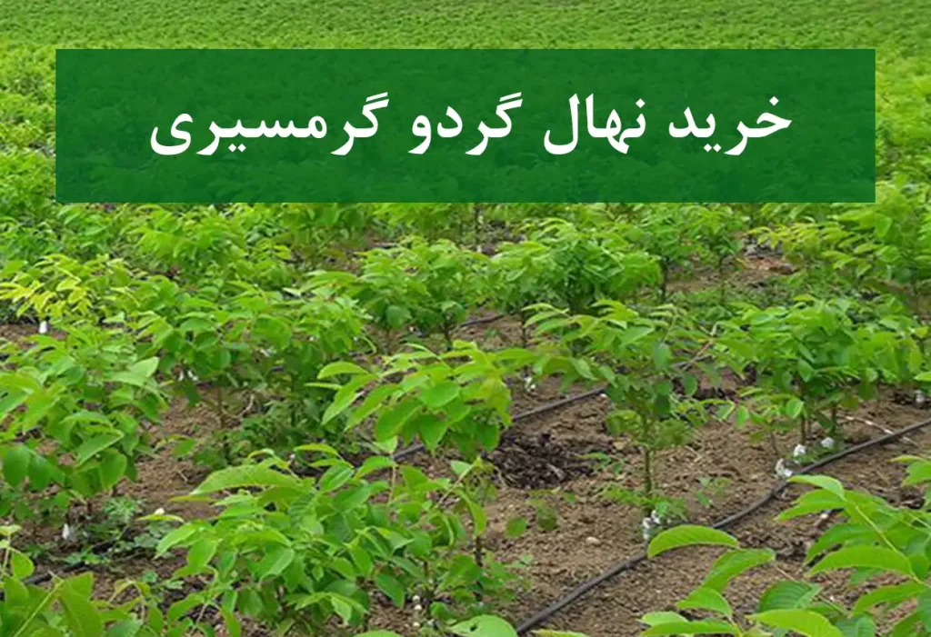 خرید نهال گردو گرمسیری + نهال سالم و پربار