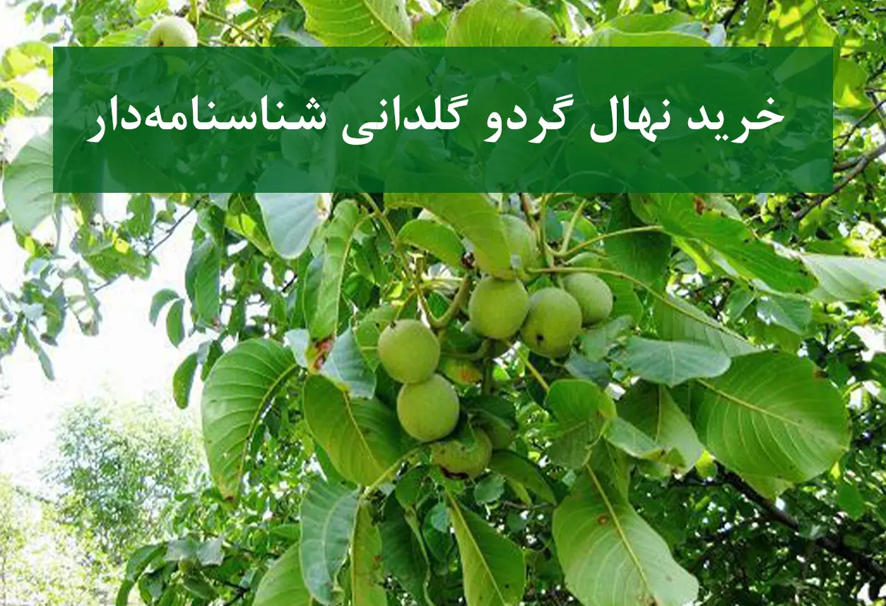 خرید نهال گردو گلدانی شناسنامه‌دار + نهال سالم و پربار