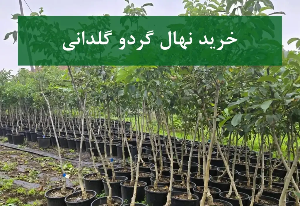 خرید نهال گردو گلدانی + نهال سالم و پربار