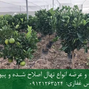 خرید نهال گریپ فروت اصلاح شده گلدانی + نهال شناسنامه‌دار
