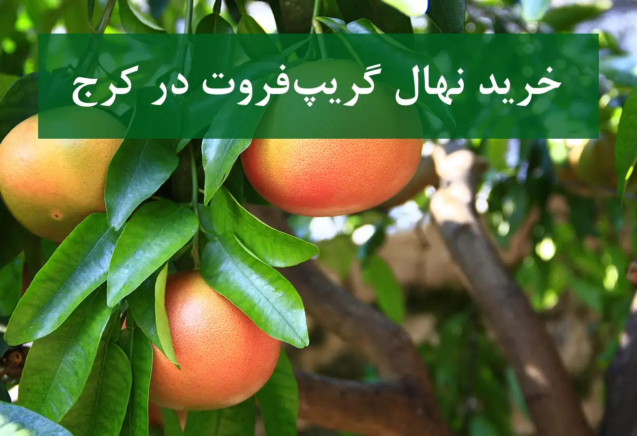 خرید نهال گریپ فروت در کرج + نهال شناسنامه‌دار و اصلاح شده
