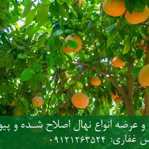 خرید نهال گریپ فروت زودبازده + نهال سالم و پربار