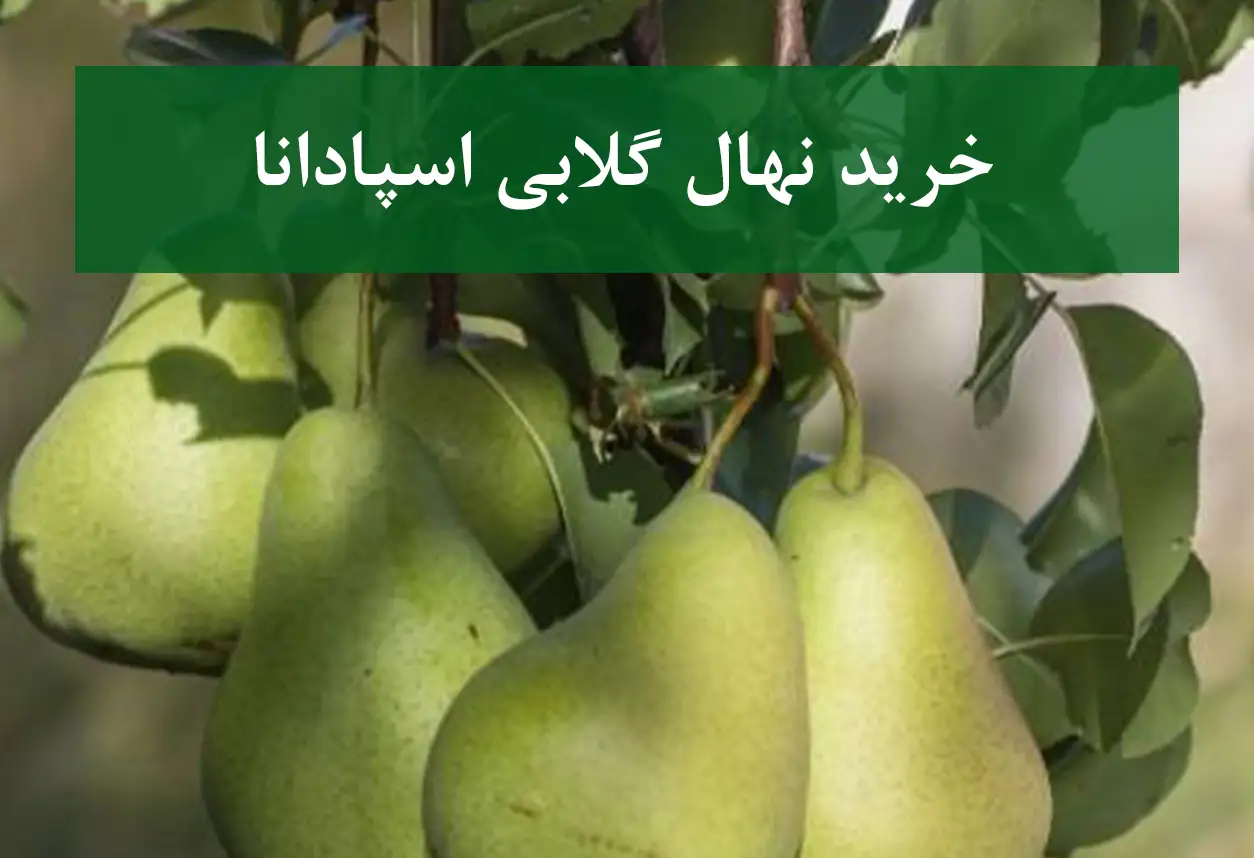خرید نهال گلابی اسپادانا + نهال سالم و پربار