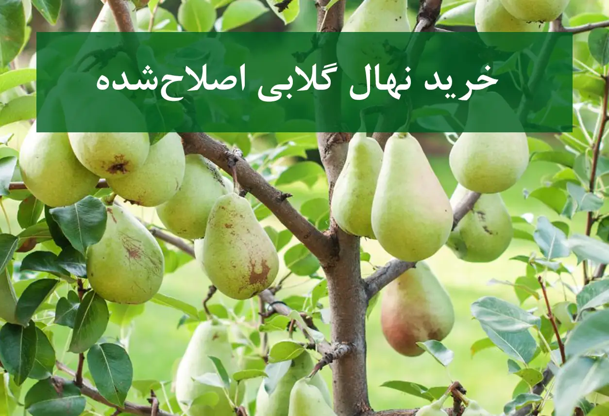 خرید نهال گلابی اصلاح شده + نهال سالم و پربار