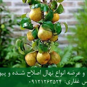 خرید نهال گلابی اصلاح شده گلدانی + نهال سالم و پربار