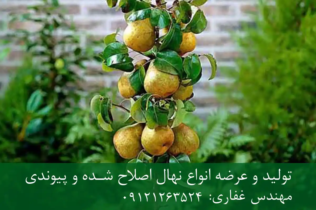 خرید نهال گلابی اصلاح شده گلدانی + نهال سالم و پربار خرید نهال گلابی اصلاح شده گلدانی + نهال سالم و پربار