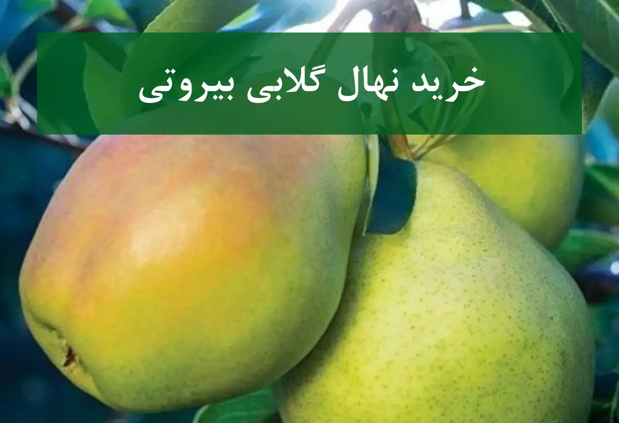 خرید نهال گلابی بیروتی + نهال سالم و پربار