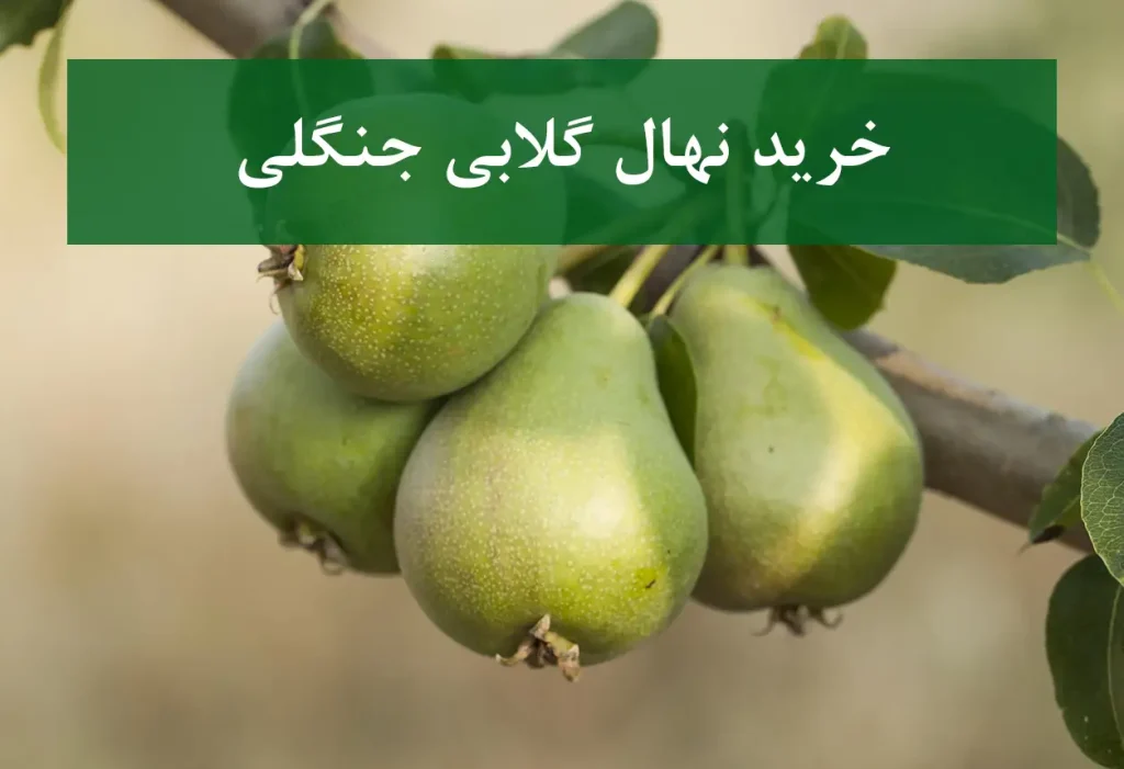 خرید نهال گلابی جنگلی + نهال سالم و پربار