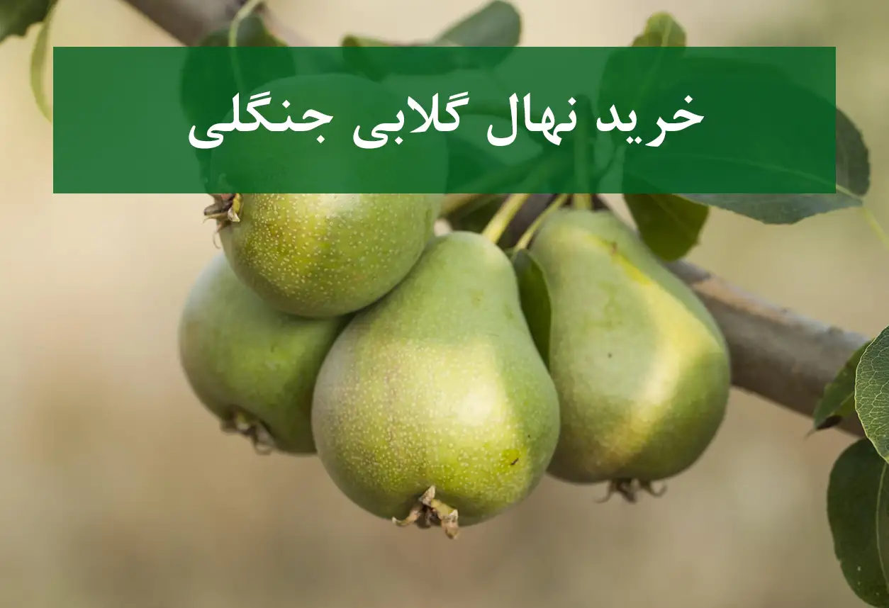 خرید نهال گلابی جنگلی + نهال سالم و پربار