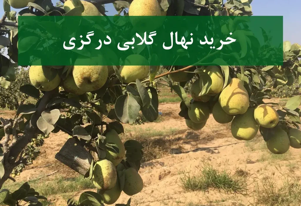 خرید نهال گلابی درگزی + نهال سالم و پربار