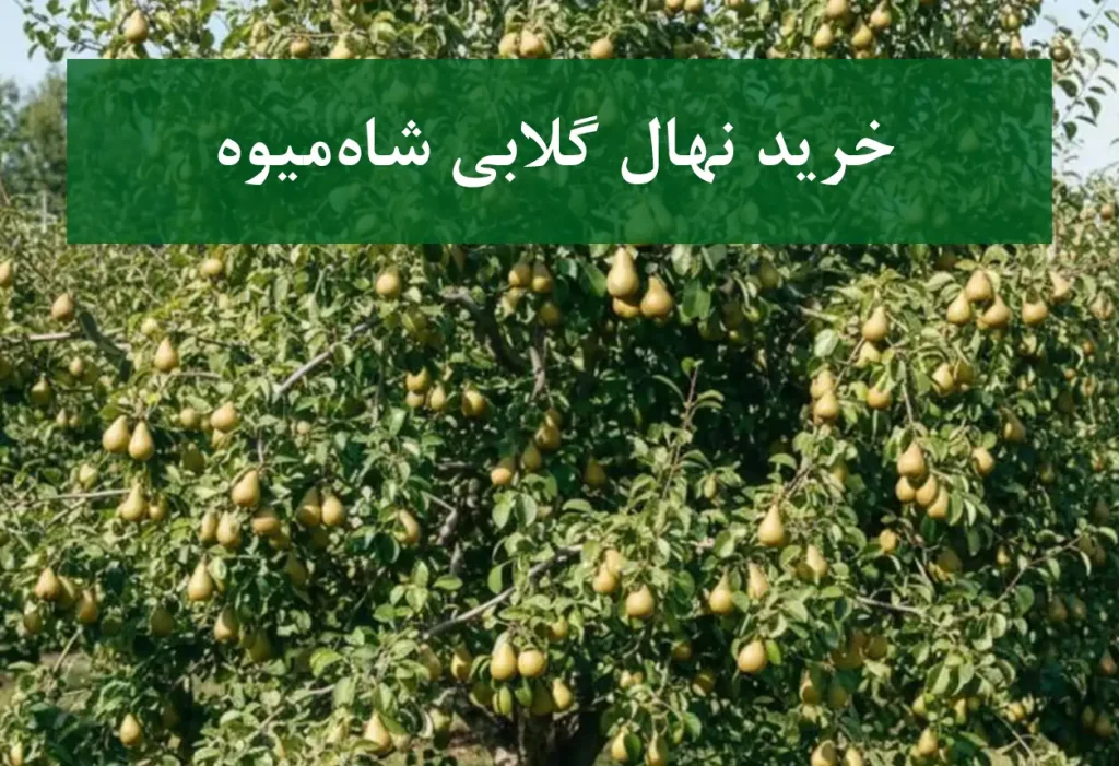 خرید نهال گلابی شاه میوه + نهال سالم و پربار