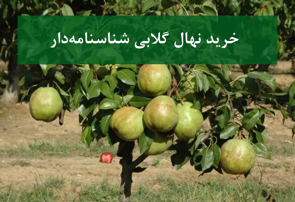 خرید نهال گلابی شناسنامه دار + نهال سالم و اصیل