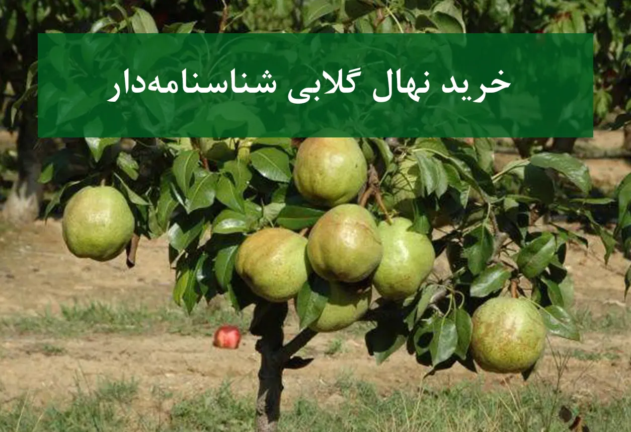 خرید نهال گلابی شناسنامه دار + نهال سالم و اصیل
