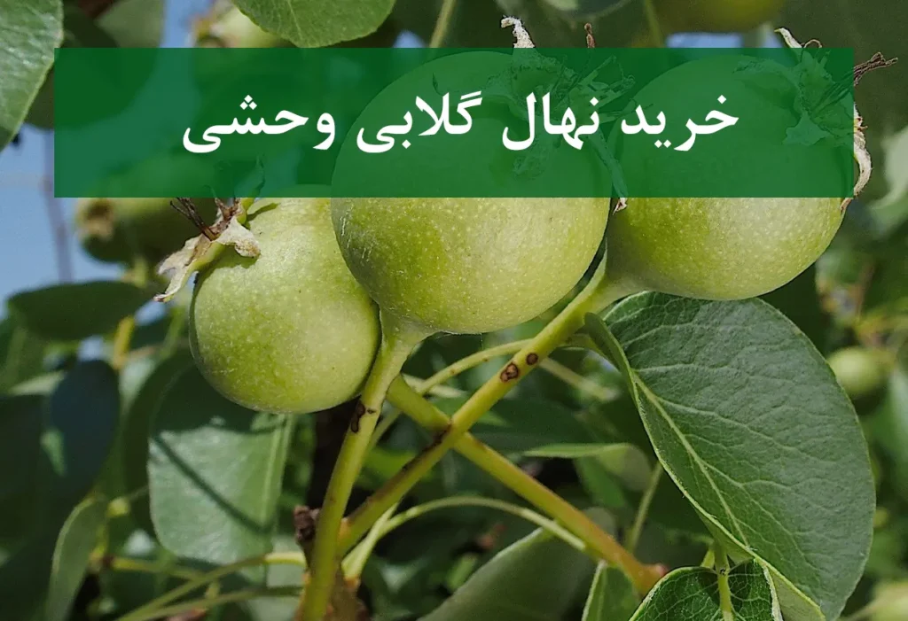 خرید نهال گلابی وحشی + نهال سالم و مقاوم