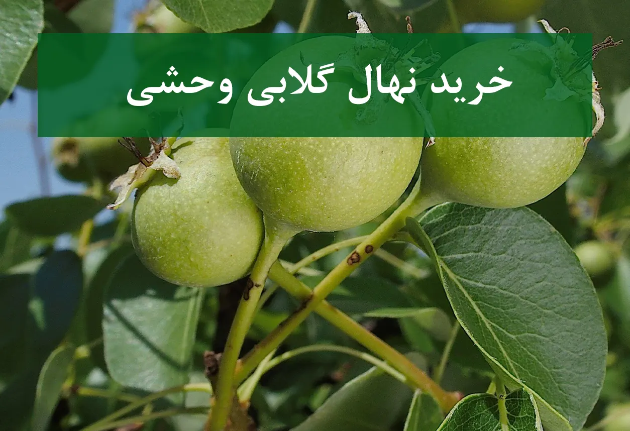 خرید نهال گلابی وحشی + نهال سالم و مقاوم