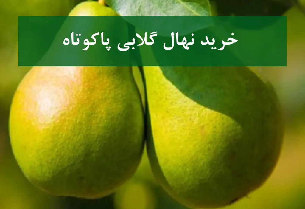 خرید نهال گلابی پاکوتاه + نهال سالم و پربار
