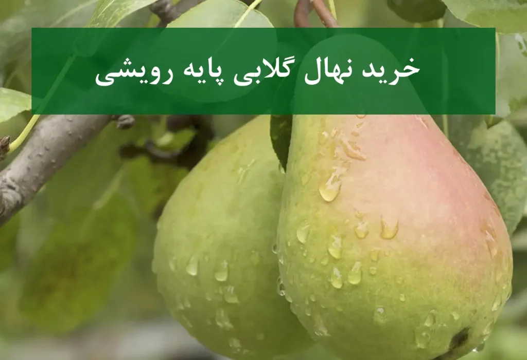خرید نهال گلابی پایه رویشی + نهال سالم و پربار