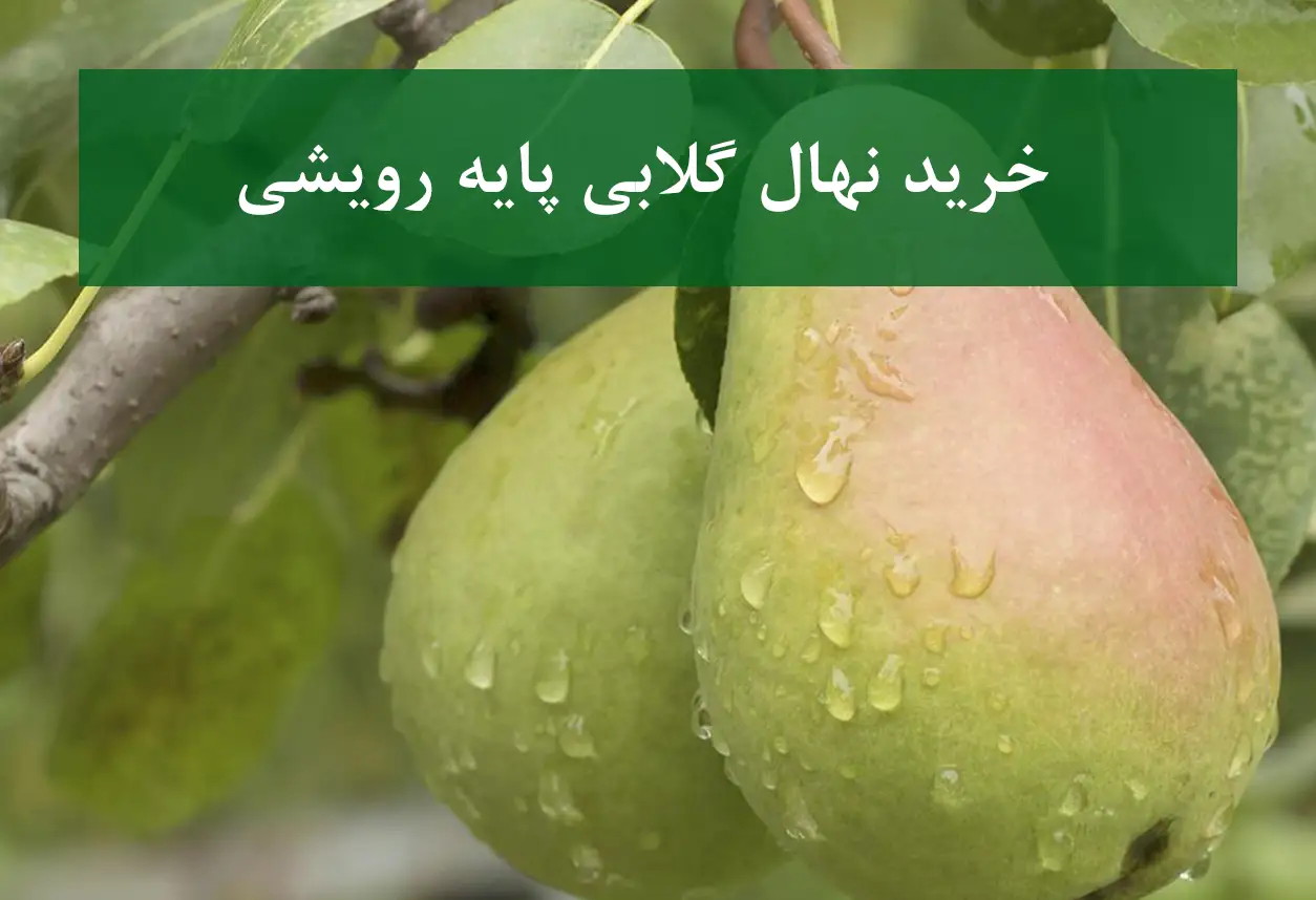 خرید نهال گلابی پایه رویشی + نهال سالم و پربار