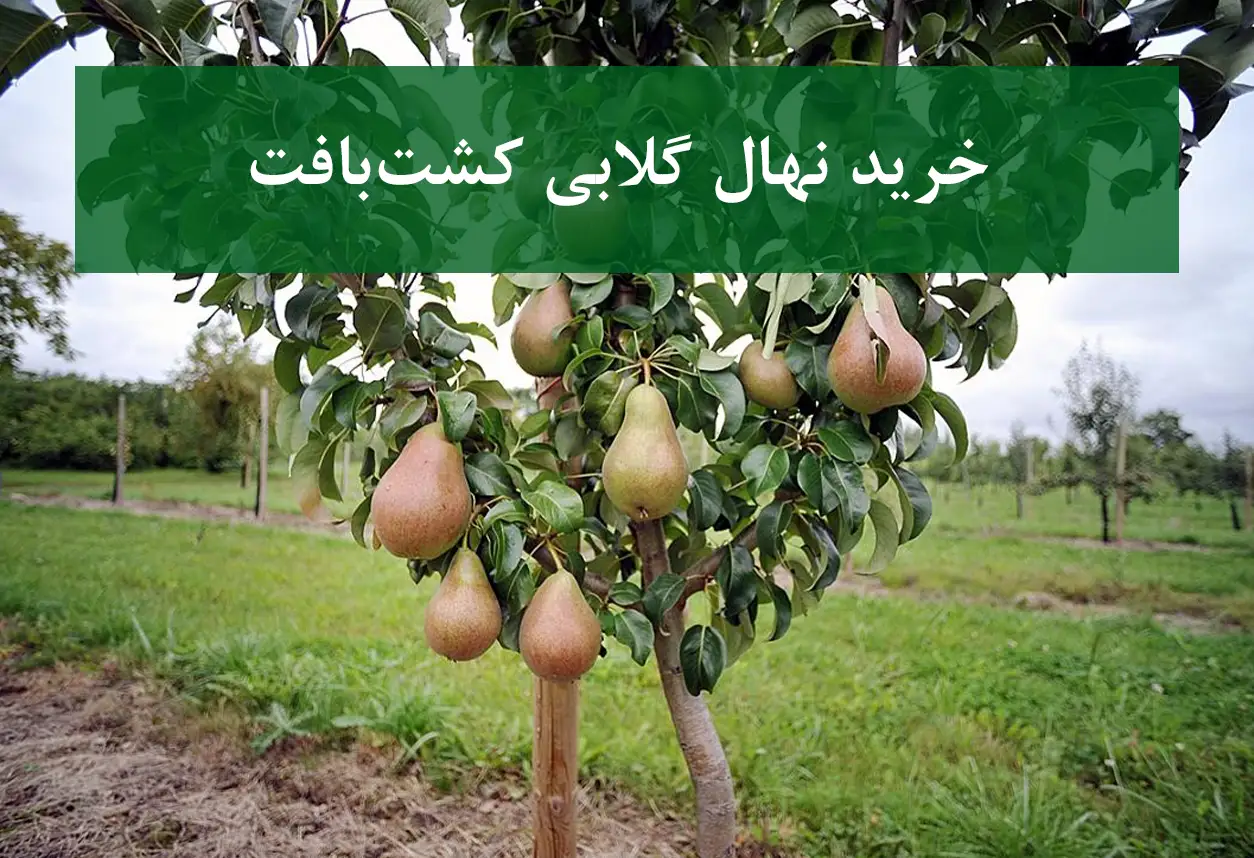 خرید نهال گلابی کشت بافت + نهال سالم و پربار