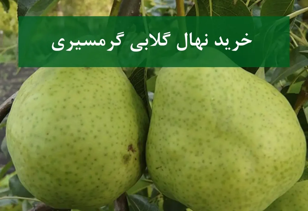 خرید نهال گلابی گرمسیری + نهال سالم و پربار