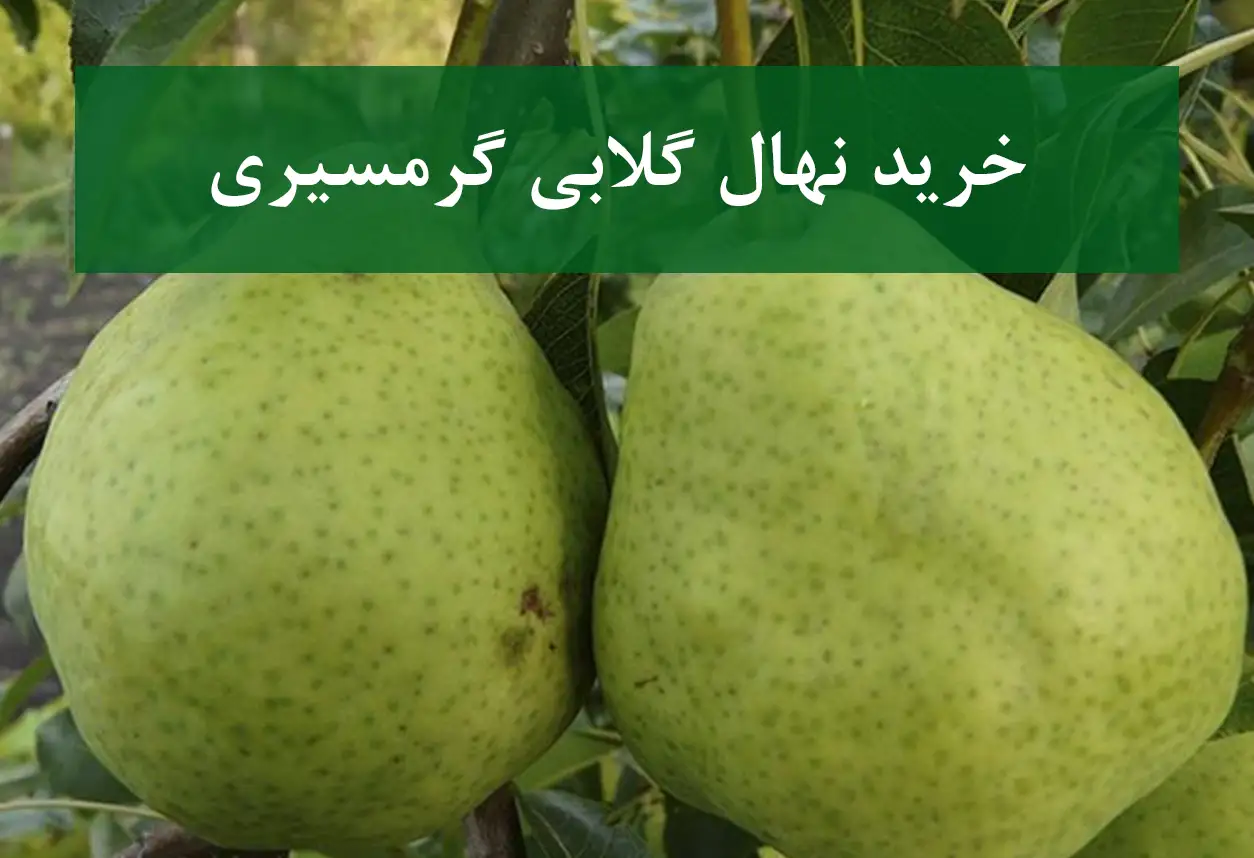 خرید نهال گلابی گرمسیری + نهال سالم و پربار