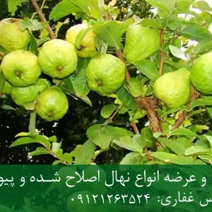 خرید نهال گواوا اصلاح شده + نهال سالم و پربار
