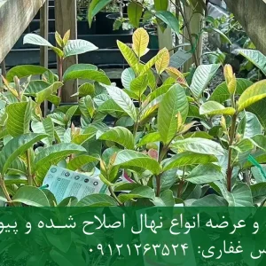خرید نهال گواوا زودبازده گلدانی + نهال سالم و پربار