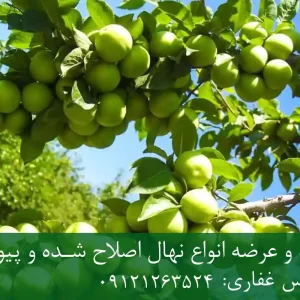 خرید نهال گوجه سبز پاکوتاه + نهال سالم و پربار