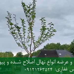 خرید نهال گوجه سبز پیوندی گلدانی + نهال سالم و پربار